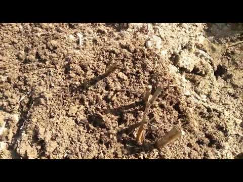 Видео: 05  Пион гулларни парваришлаш тавсиялари 01 03 2023 й. Тел: +998 93 733 76 05.