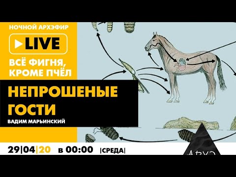 Видео: Ночной АРХЭфир «Все фигня, кроме пчел». «Непрошеные гости»