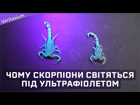 Видео: Чому скорпіони флуоресціюють [Veritasium]