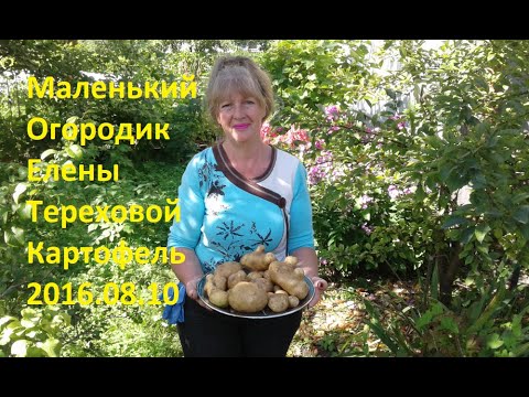 Видео: Маленький Огородик Елены Тереховой - Картофель 2016.08.10