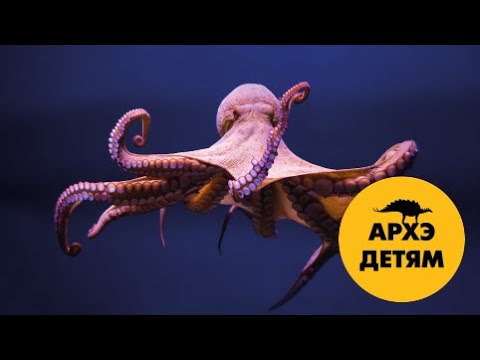 Видео: Самые умные | Вадим Марьинский (выпуск 7)