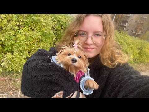 Видео: Первая прогулка с собакой 🔥 Учимся гулять на поводке