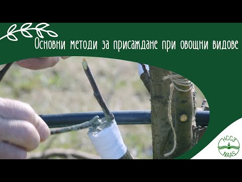 Видео: Основни методи за присаждане при дървесните овощни видове - демонстрация