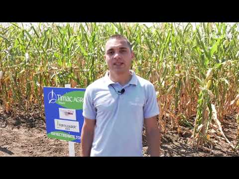 Видео: ЦЯЛОСТНА ТЕХНОЛОГИЯ НА ТОРЕНЕ В СЛЪНЧОГЛЕД И ЦАРЕВИЦА