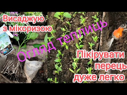 Видео: Пікірувати перець просто. Огляд теплиць на 1 квітня.