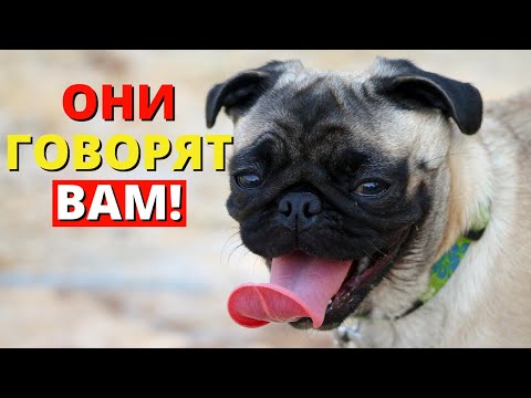 Видео: ⚡ СРОЧНО К ПРОСМОТРУ! 7 ОЧЕВИДНЫХ признаков, что ваша собака СЧАСТЛИВА!