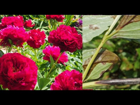 Видео: Какими болезнями поражаются пионы и чем их обрабатывать