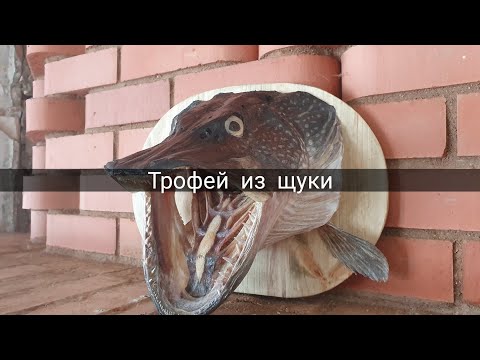 Видео: Трофей из щуки. Чучело. Трофейная щука. Делаем трофей из головы