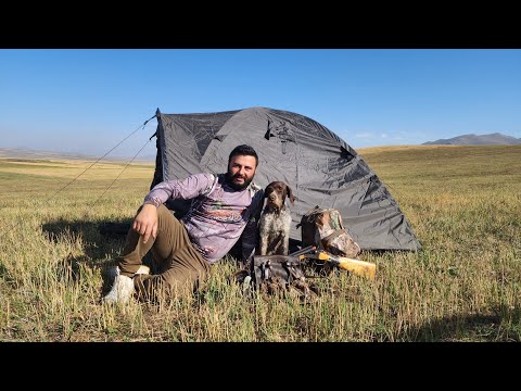 Видео: լորի որս / quail hunting / охота на перепёлку / 2024-2025 որսաշրջանի բացում #hayvorsord  #հայորսորդ