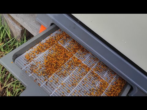 Видео: 🔥Починаємо збирати пилок!🔥 Пилкозбирачі працюють!