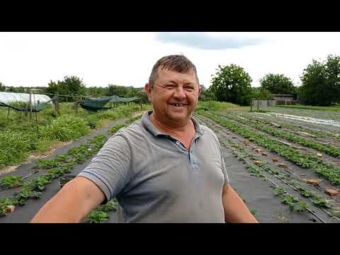 Видео: Малина Пшехиба: новая посадка