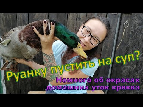 Видео: Руанку пустить в суп?! Немного об окрасах домашних уток кряква.