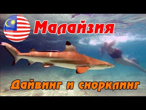 Видео: Малайзия - АКУЛЫ и дайвинг в заповеднике Пулау Пайяр. Сдача PADI OWD. Где плавать на Лангкави? #3