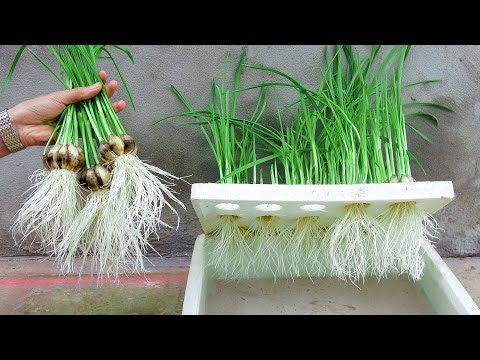 Видео: Блестящие идеи | Как вырастить водяной чеснок в пенополистироле для начинающих