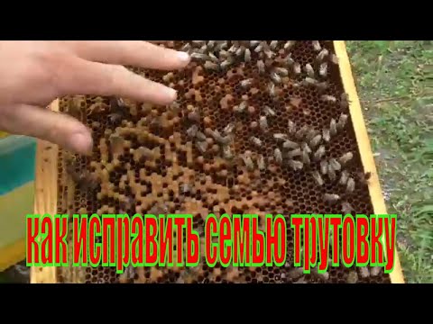 Видео: Как исправить семью трутовку!!!