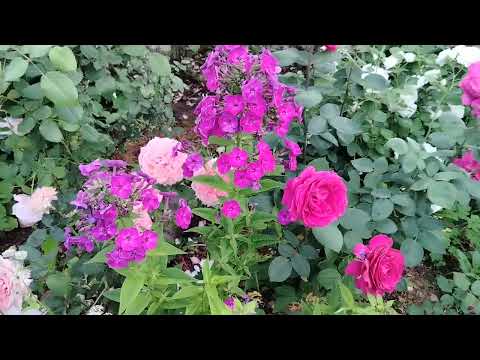 Видео: Как же красиво летом цвели розы. 