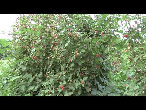 Видео: Лучшая ежемалина Медана Тайбери