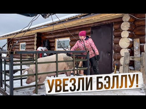 Видео: Утренняя управа в НОВОМ свинарнике. Справляемся вдвоем на хозяйстве. | Молодая Ферма