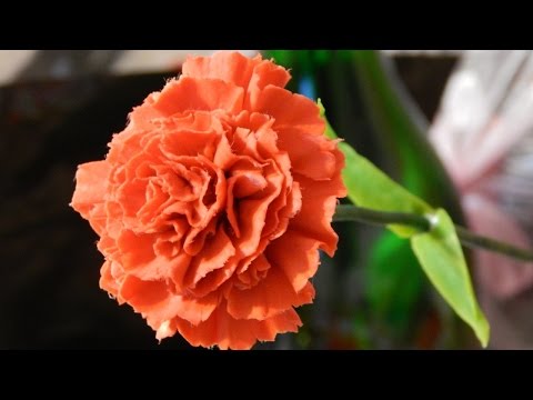 Видео: Гвоздика из холодного фарфора \ carnation flower of cold porcelain
