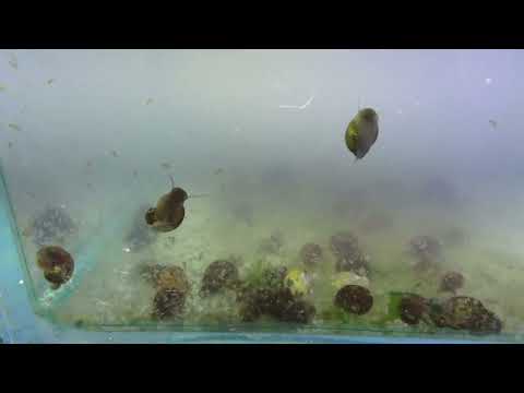 Видео: ДАФНИЯ. УЛИТКИ ПОМОЩНИКИ. DAPHNIA