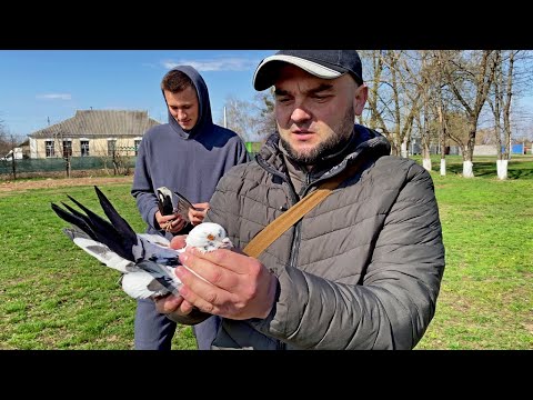 Видео: Обманули нас или Нет? Полетят ли? Проверяем как Летят Голуби на Ярмарке!