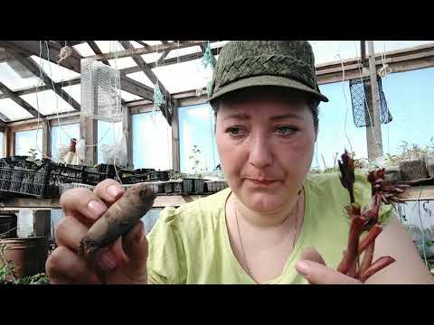 Видео: Пионы размножаю в апреле и мае. Потом только листиком