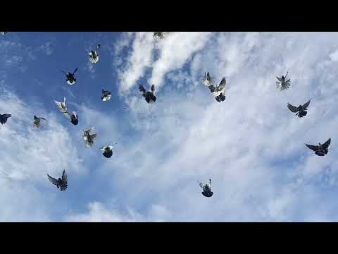 Видео: 4 ноября 2025 г.