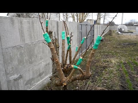 Видео: Превращаем алычу в вишню