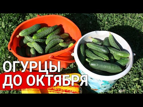 Видео: Огурцы в теплице до октября - как продлить плодоношение