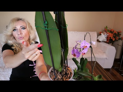 Видео: ОТЛИЧНАЯ реакция орхидей (цветение или крепкое растение). Оставьте СОМНЕНИЯ/ЭКСТРЕННОМУ методу БЫТЬ!