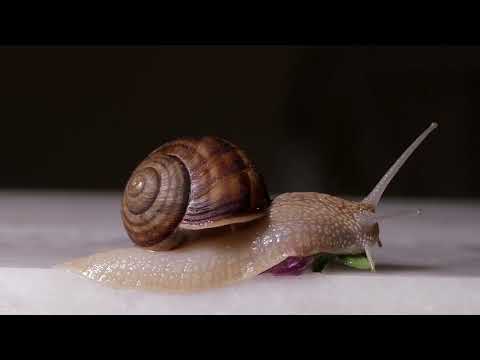 Видео: Глобальное потепление: как спасти планету?