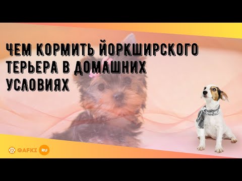 Видео: Чем кормить йоркширского терьера в домашних условиях