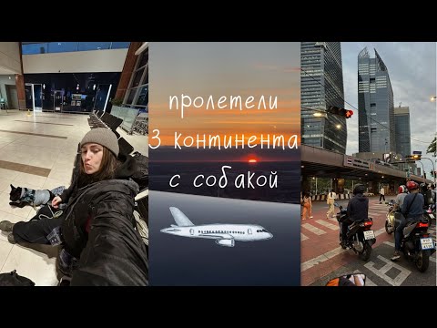 Видео: Влог/ Перелетели 3 континента с собакой