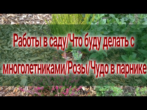 Видео: Обзор сада/Поговорим о цветах