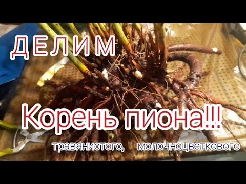Видео: Деление 4-х-летнего куста пиона Venus. Без монтажа, смотреть х2 ))