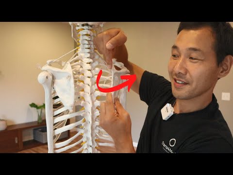 Видео: Исправление «крылатой лопатки»: достижение сильного и стабильного плеча