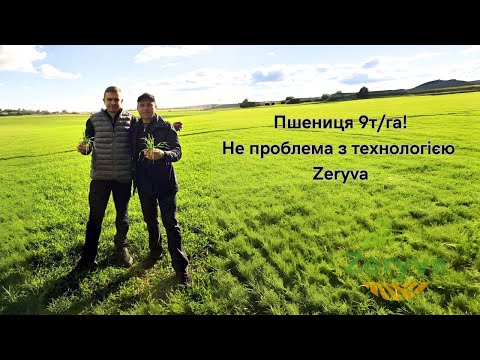 Видео: Пшениця 9т/га! Не проблема з технологією Zeryva.Реальний відгук клієнта.