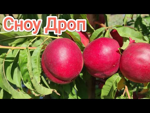 Видео: Нектарин Сноу Дроп/Nectarine Snow Drop®