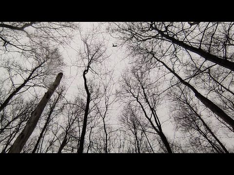 Видео: Охота с лайкой на куницу . Январь , нет снега . Охота по сырому лесу .