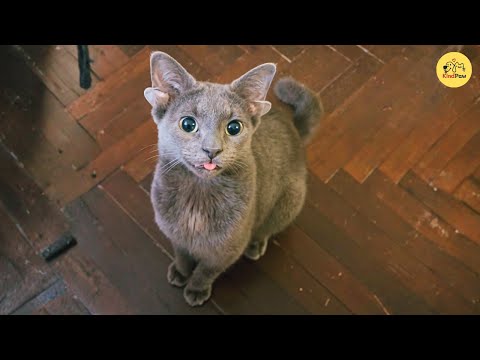 Видео: Кошка с четырьмя ушами, которую никто не хотел, пока она не изменила жизнь женщины навсегда