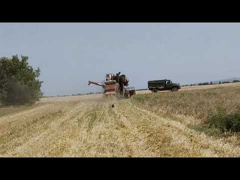 Видео: комбайн СК 5 м 1 нива збирання озимого ячмінь по ноу тілу сипе непогано