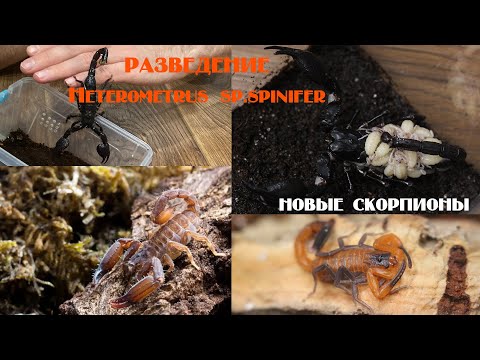Видео: Разведение Heterometrus sp.spinifer. Новые скорпионы