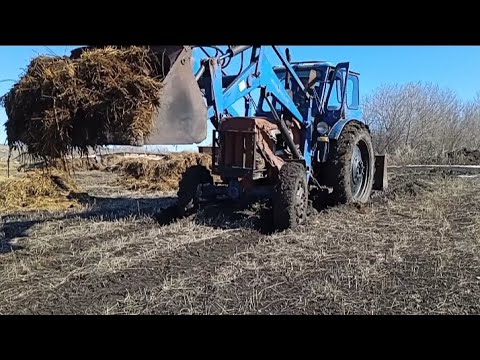 Видео: Т-40 В РАБОТЕ. ВЫВОЗИМ НАВОЗ.