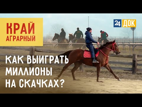 Видео: Конные заводы «Прогресс», «711» «Самоволов» готовятся к скаковому сезону 2024. Край аграрный