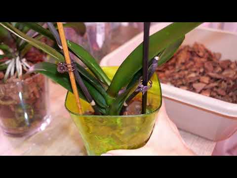 Видео: Орхидея осталась без корней. Нарастить корни в пироге 😀.