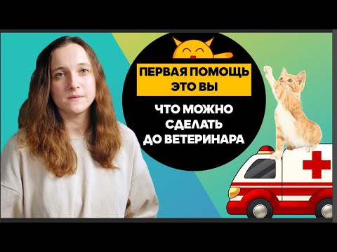 Видео: Первая Помощь Для Животных - Это Вы! Что Делать Пока Рядом Нет Ветеринара?