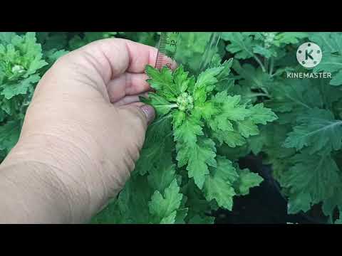 Видео: Пинцировка низкорослых крупноцветковых хризантем