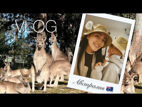 Видео: Зоопарк с коалами и кенгуру 🐨🦘 | Мои покупки