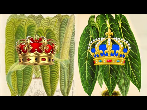 Видео: Руководство по истории и уходу за антуриумом королевским | Veitchii, Warocqueanum