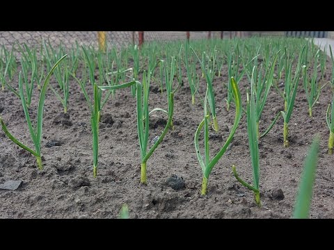 Видео: Що треба в першу чергу  зробити з часником ,щоб був гарний врожай?
